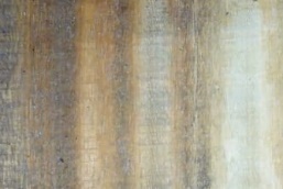 Blackbeads tree wood - Ajillo sample